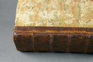 Genera Plantarum After Treatment